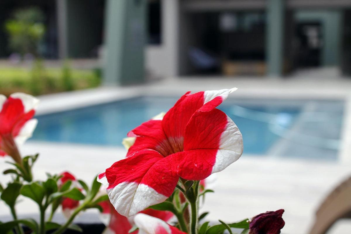 The Guesthouse 6 On Vrede Johannesburg Ngoại thất bức ảnh